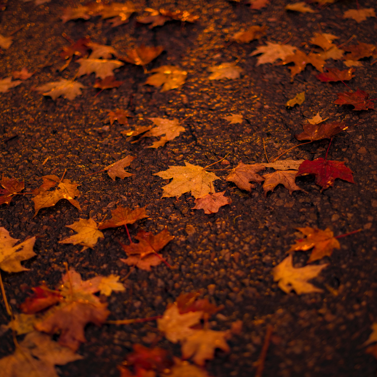 Wallpaper autumn, orange, maple leaf desktop wallpaper, HD image, picture, background, d327b1