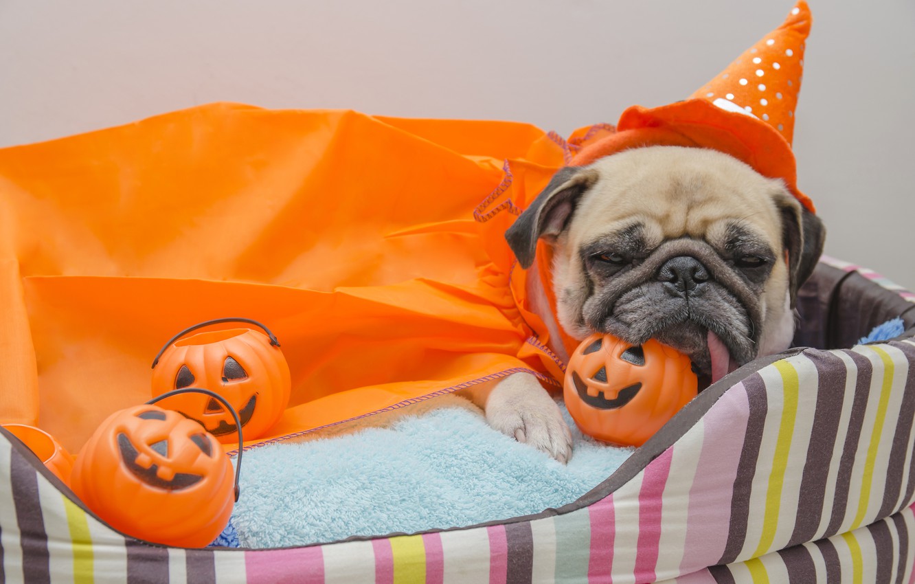 Wallpaper toys, dog, pug, Halloween, pumpkin, Halloween, Pumpkin, Dogs image for desktop, section собаки