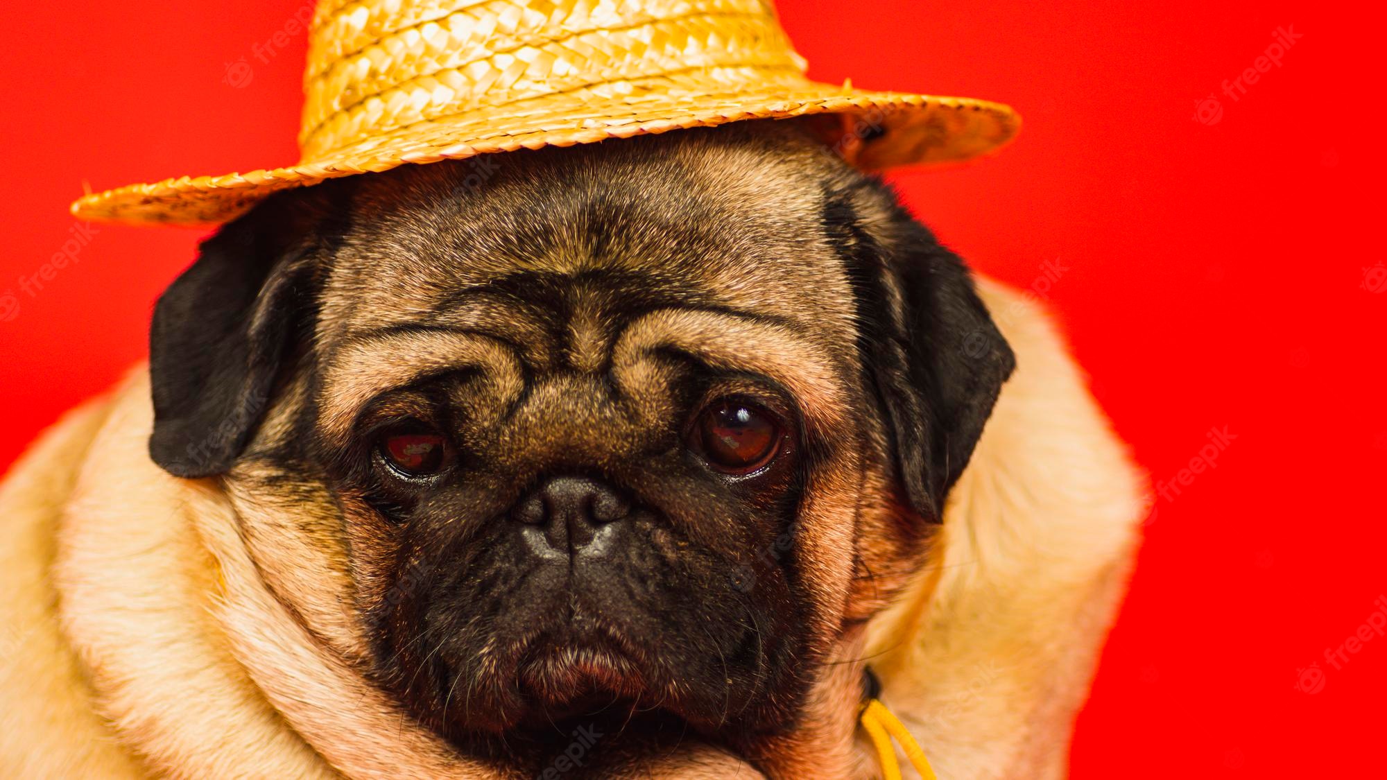 Premium Photo. Cute pug in straw hat on red background tired dog of pug breed posing in studio