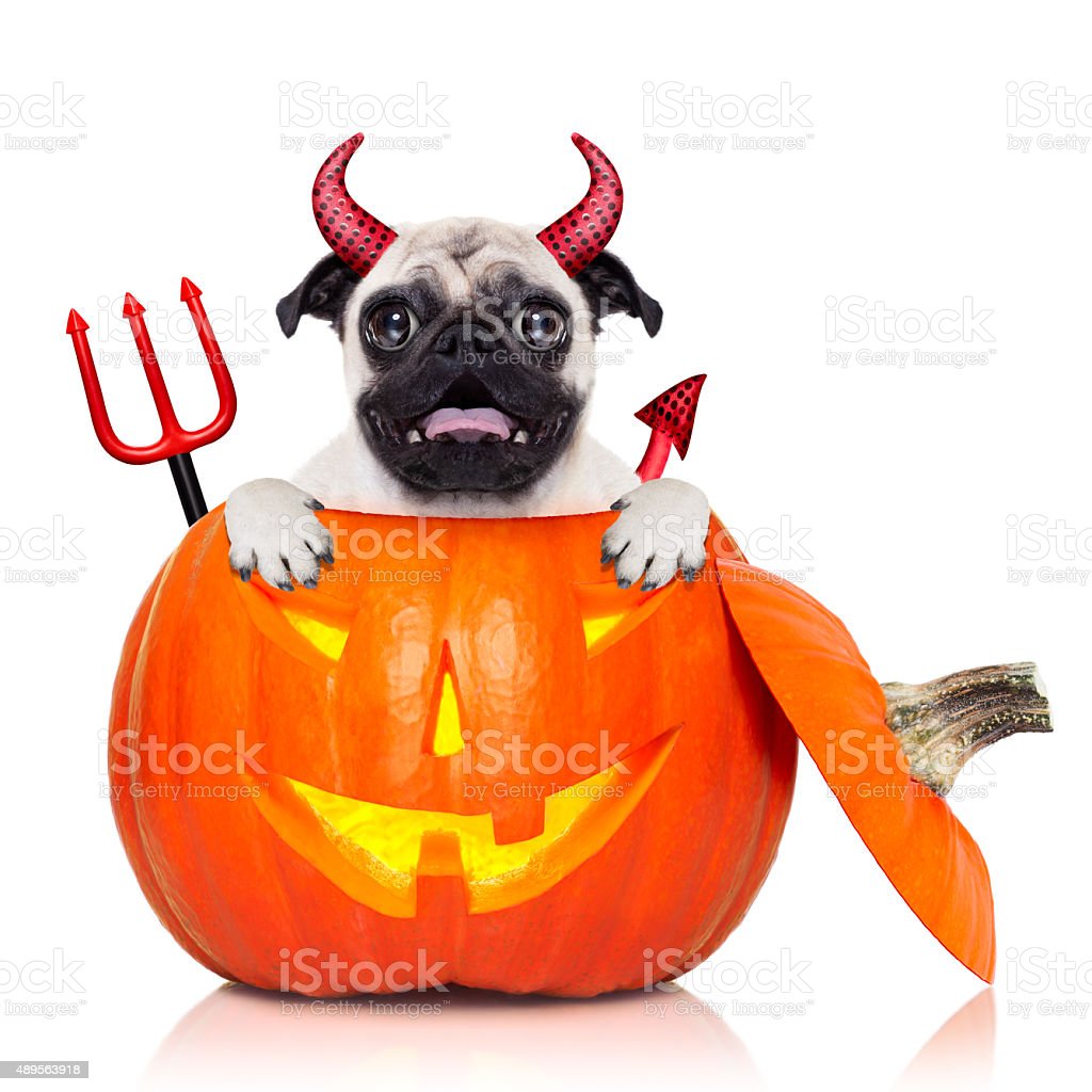 Halloween Pumpkin Witch Dog Image Now, 2015, Animal