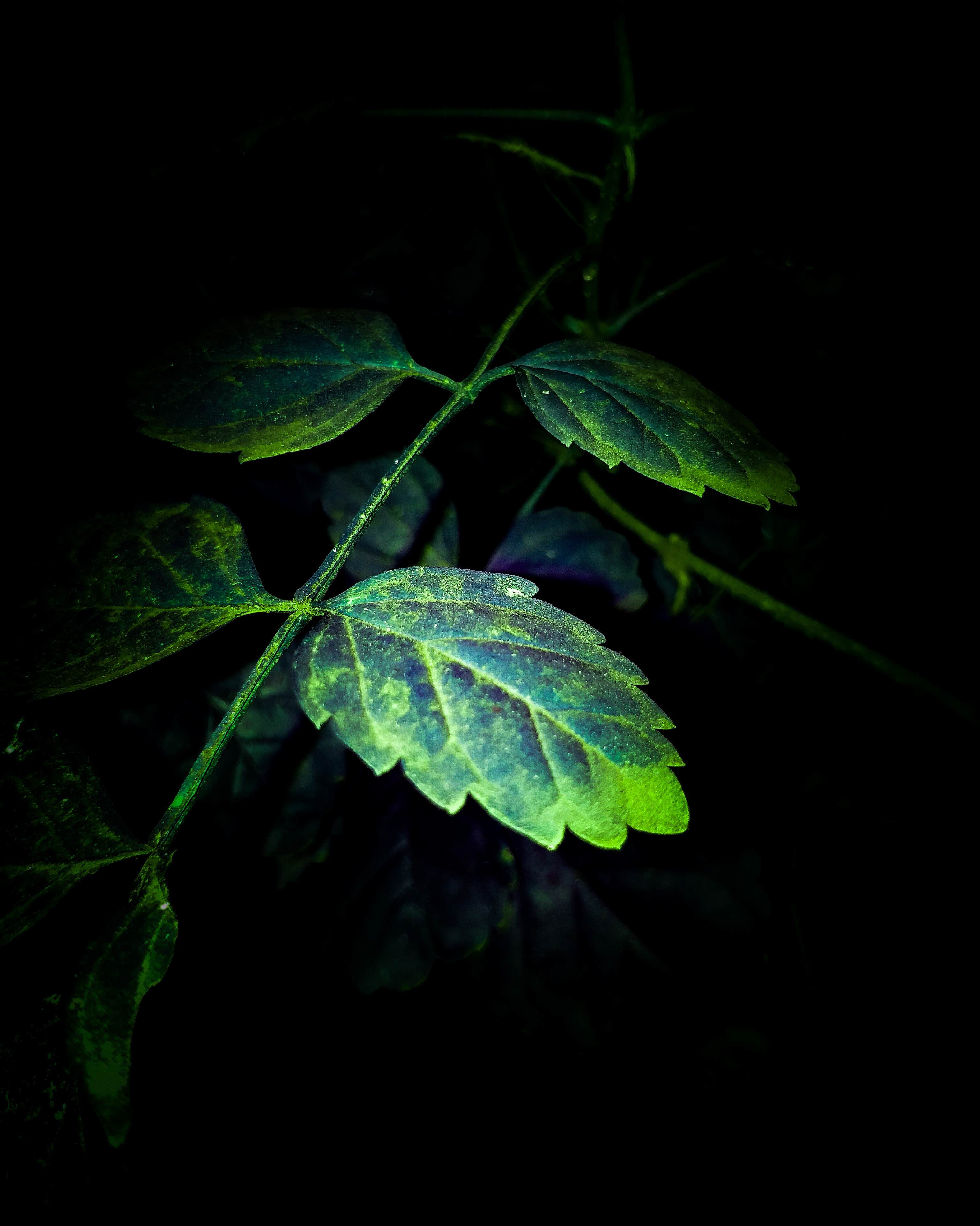 Amoled Wallpaper HD High Res