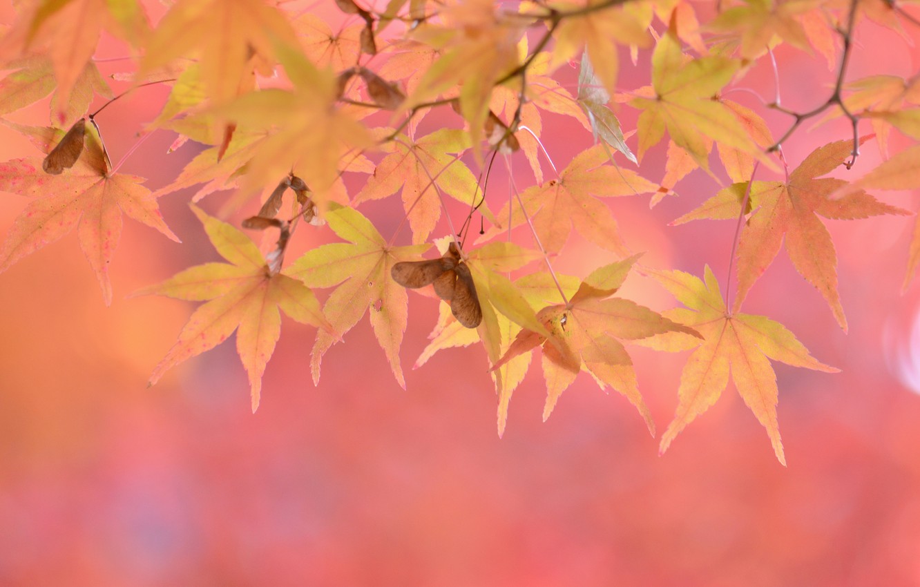 Wallpaper autumn, leaves, pink background image for desktop, section природа