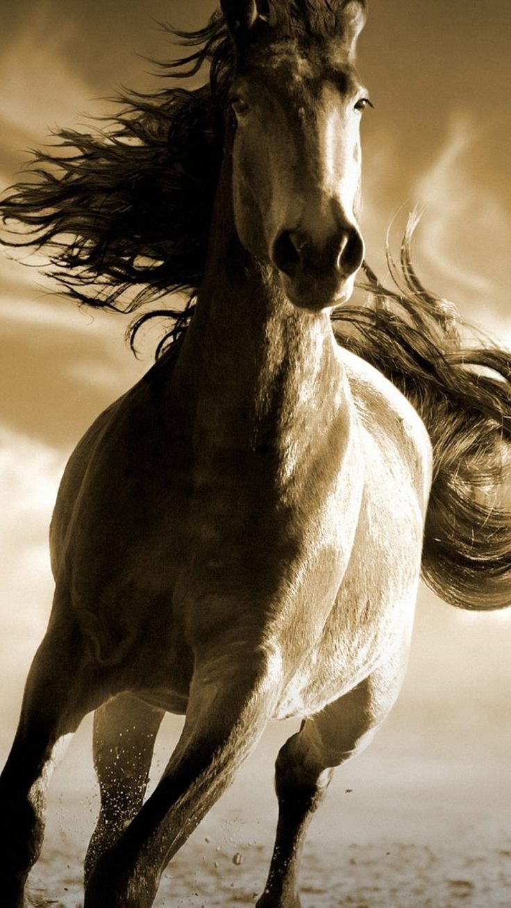 Running Horse 4K Ultra HD Mobile Wallpaper. Horse wallpaper, Running horses, Horses