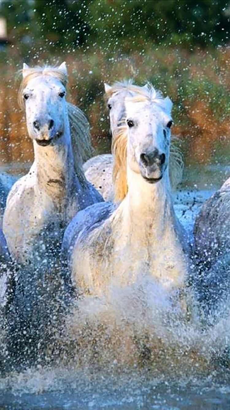 Camargue Horses Running Water Splashing iPhone 8 Wallpaper Free Download
