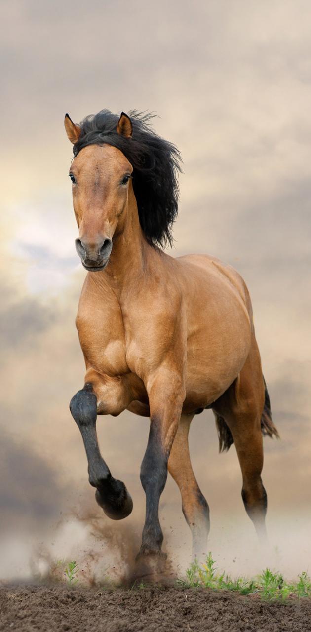 Running horse wallpaper