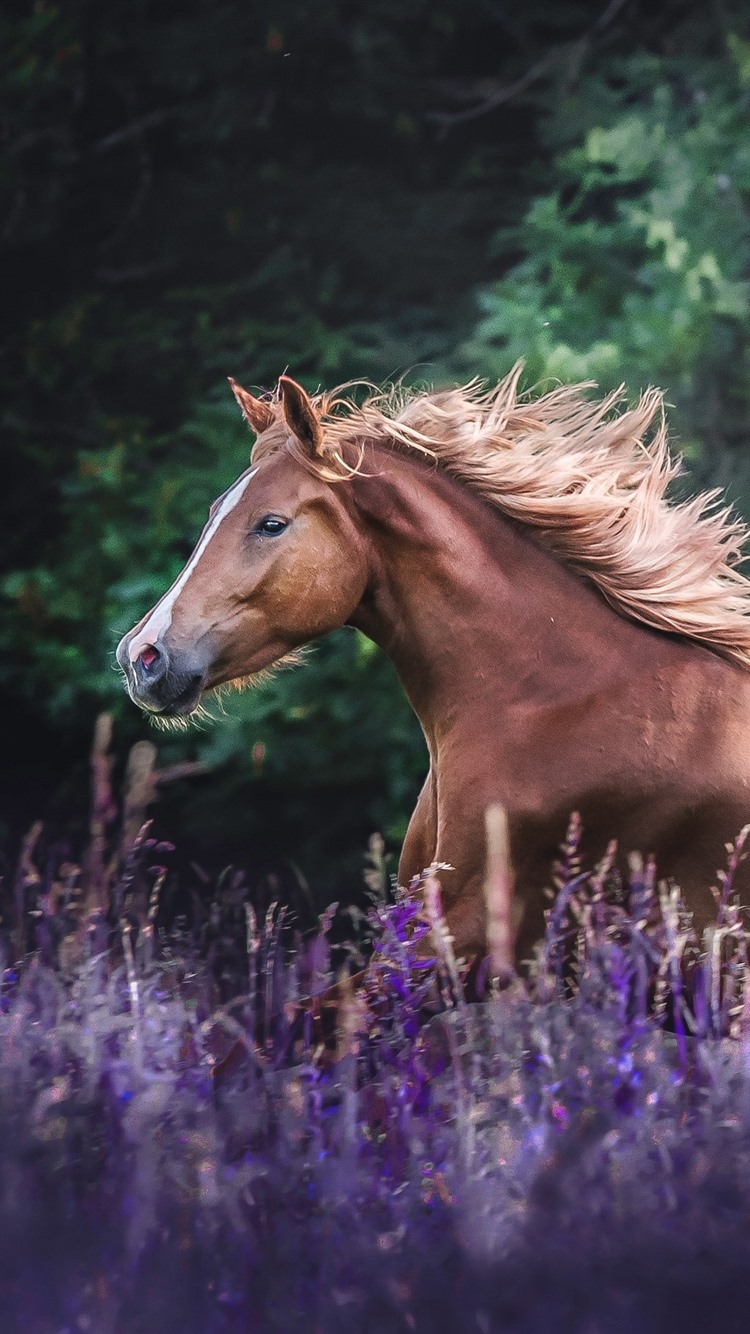 Brown Horse Running, Lavender Flowers 828x1792 IPhone 11 XR Wallpaper, Background, Picture, Image