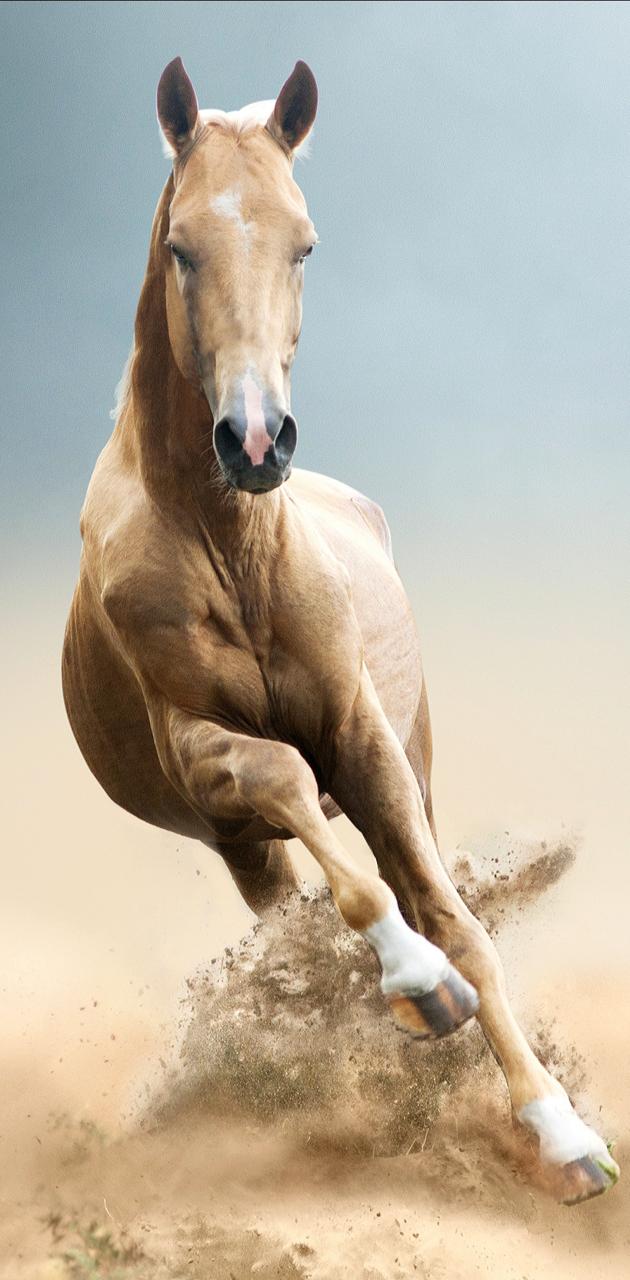 Running horse wallpaper