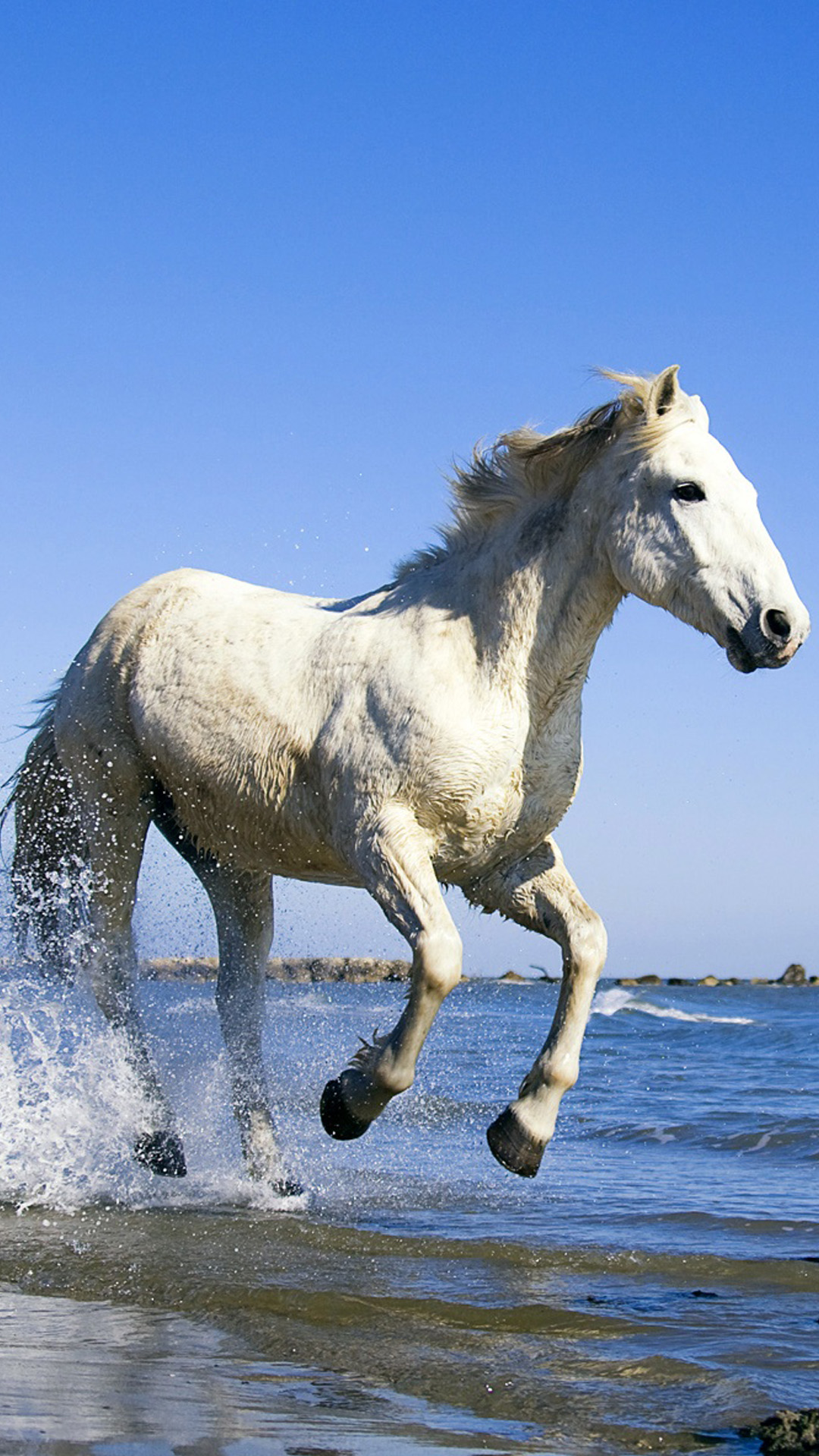 White Horse on the Beach