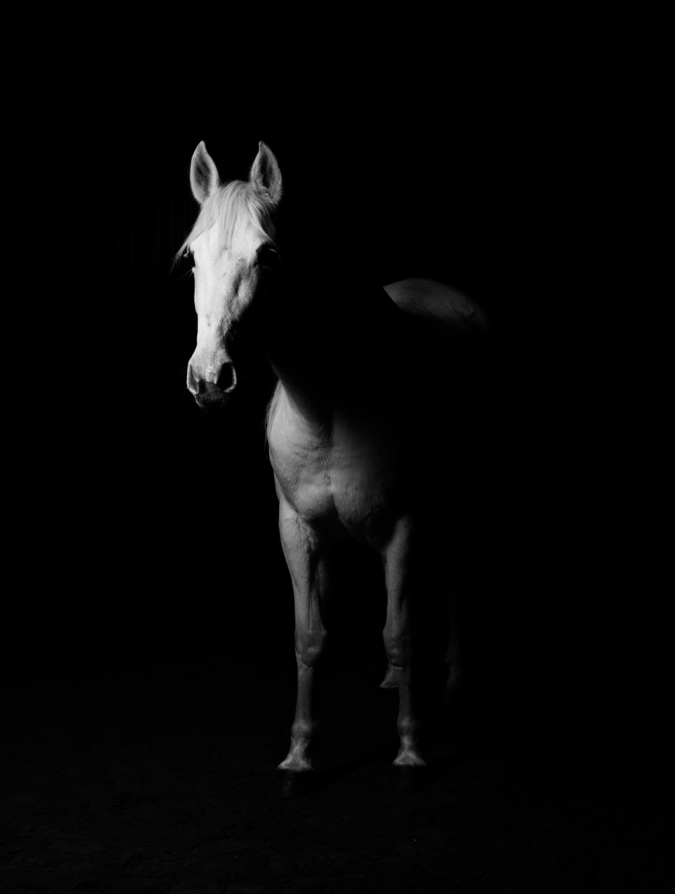 White Horse Black and White Photo · Free