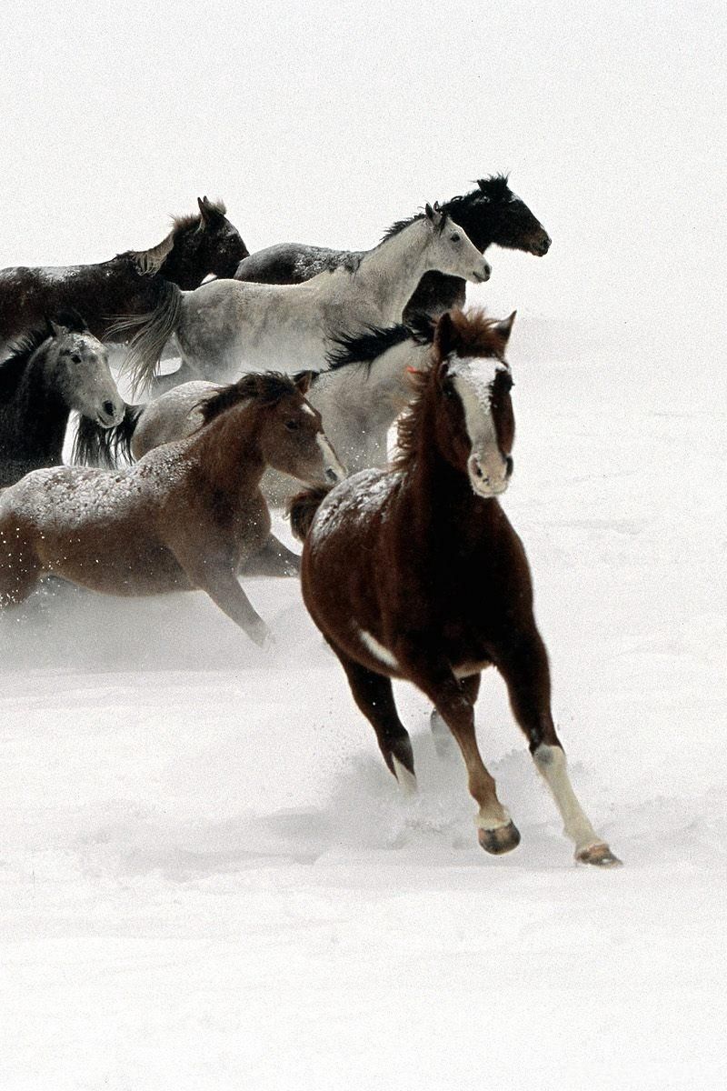 Download Wallpaper 800x1200 Horse, Herd, Running, Snow Iphone 4s 4 For Parallax HD Background
