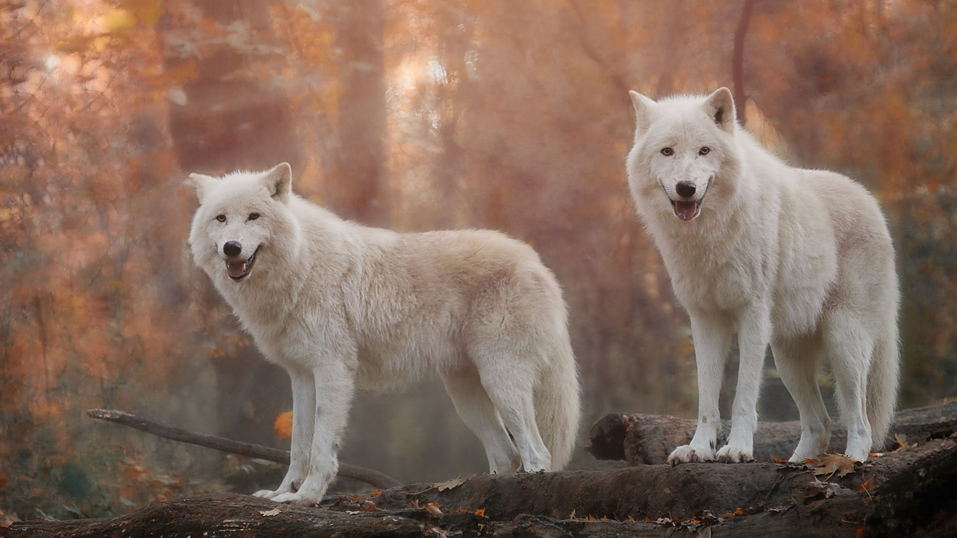 White Wolf HD Wallpaper and Background