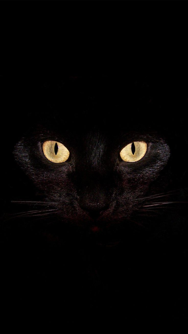 Scary Halloween iPhone Wallpaper Free Scary Halloween iPhone Background - Halloween desktop wallpaper, Cat wallpaper, Cats