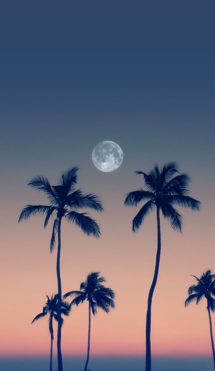 Summer sunset vibes are strong. Tree wallpaper iphone, Palm trees wallpaper, Landscape wallpaper