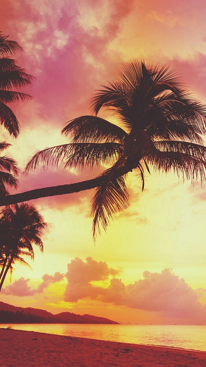 Beach, Background, Ocean, Sea, Summer, Good Vibes, Vacation, Holiday, Relax, Palm Trees, Sky, Sunset, Wallpaper