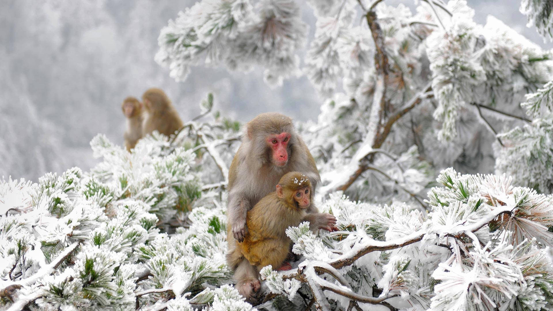 Download Cold Apes In Japan Winter Wallpaper