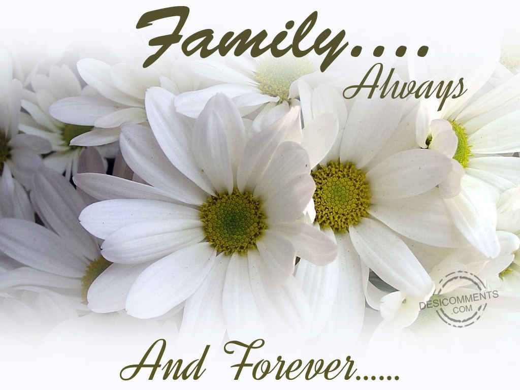 ❈ Family ❈. Daisy flower photo, Beautiful flowers wallpaper, Free flower wallpaper