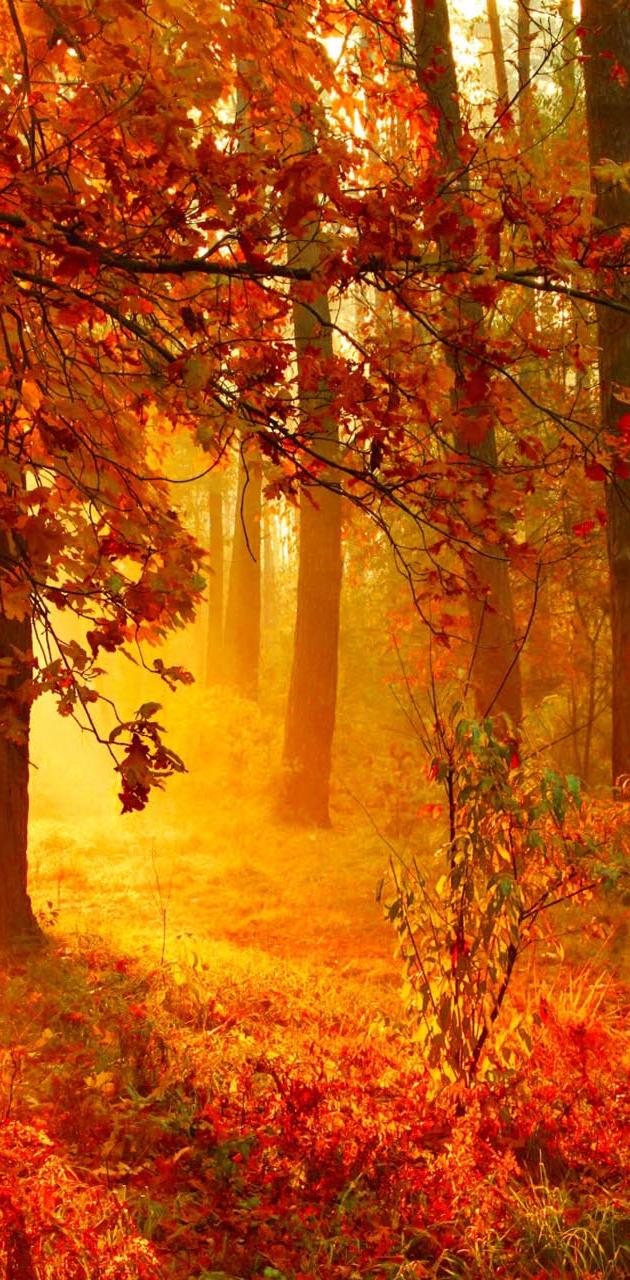 Autumn Sun Rays wallpaper