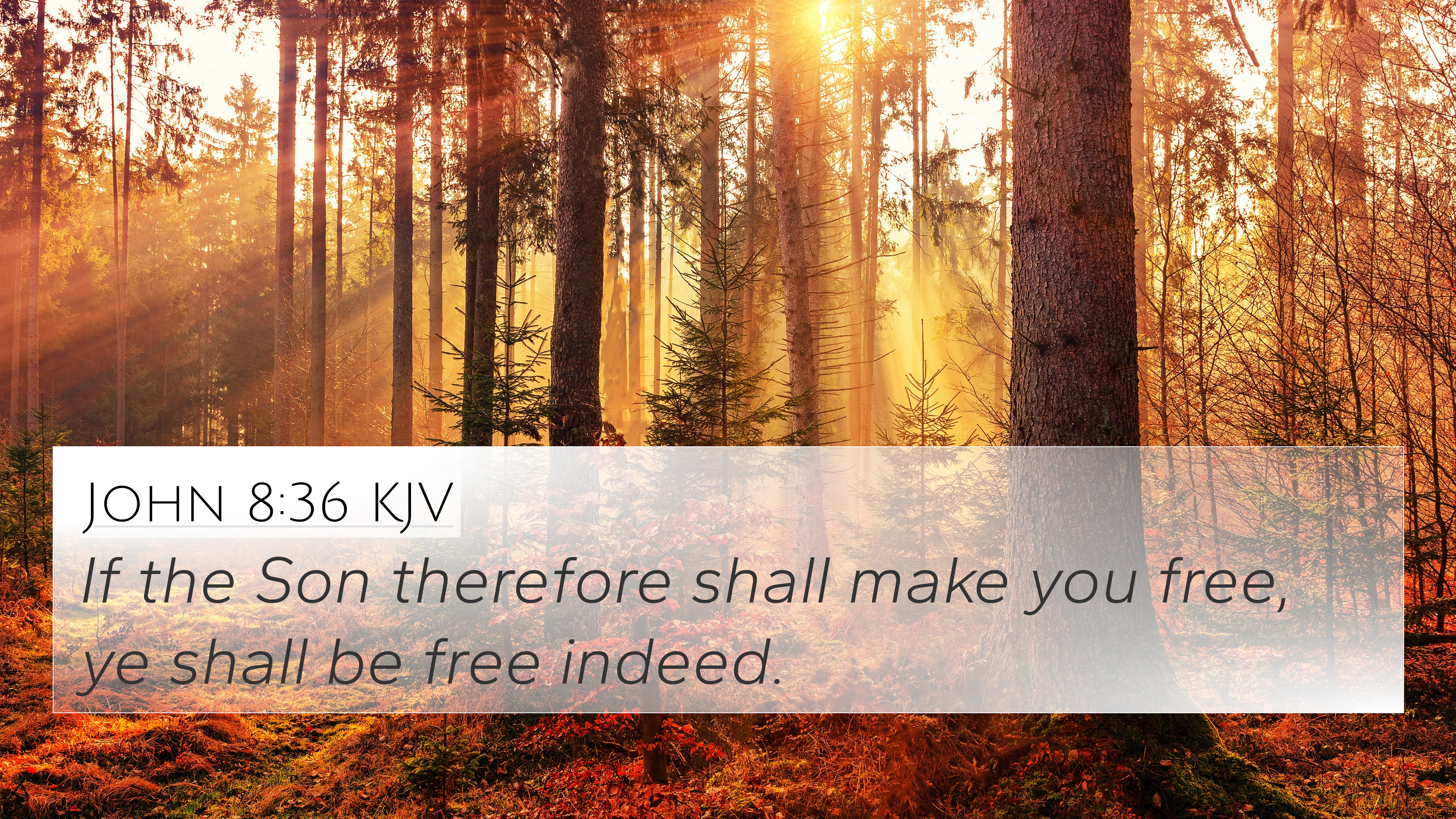 John 8:36 KJV 4K Wallpaper the Son therefore shall make you free, ye