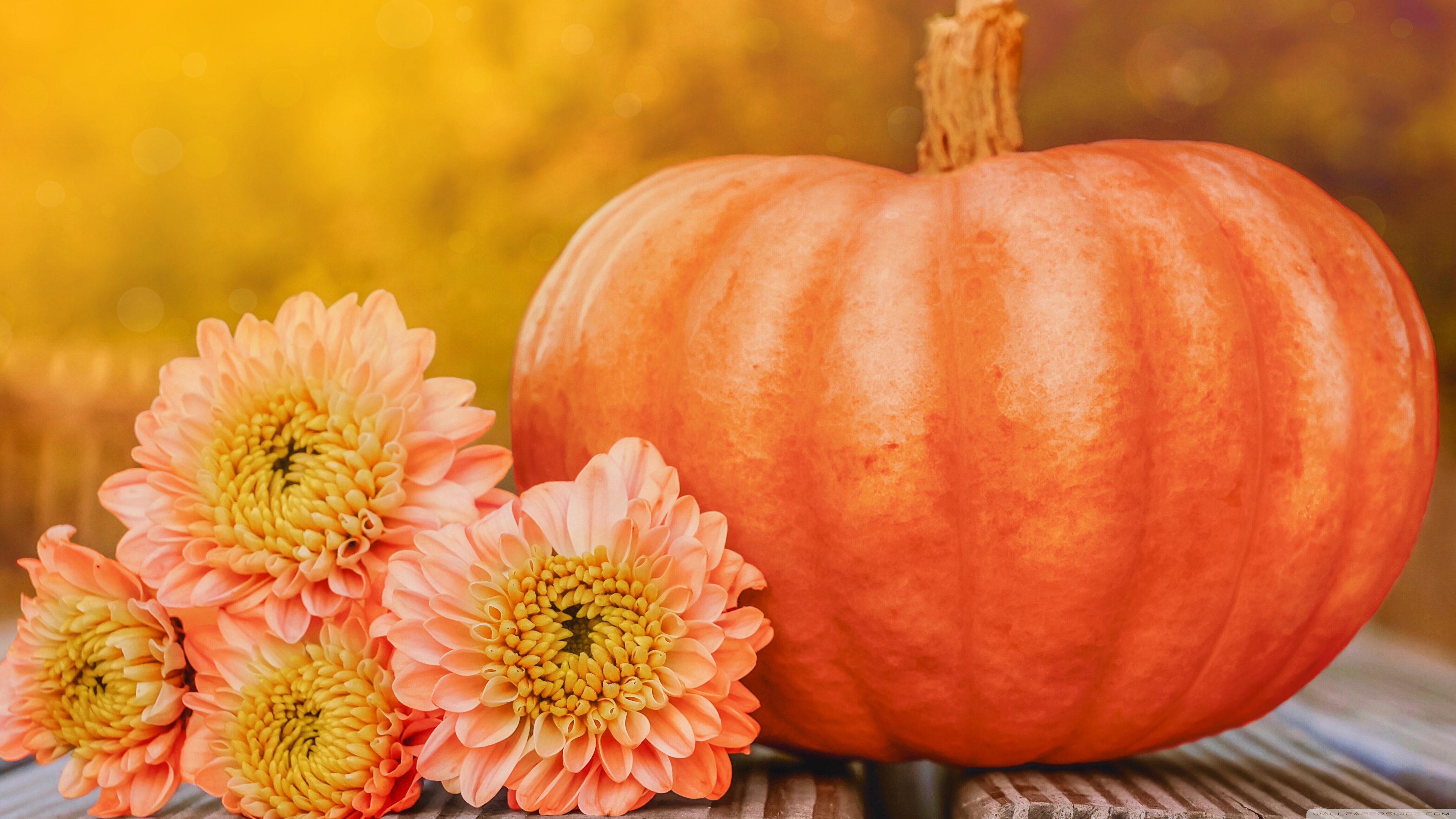 Happy Halloween Pumpkin Ultra HD Desktop Background Wallpaper for 4K UHD TV, Widescreen & UltraWide Desktop & Laptop, Tablet