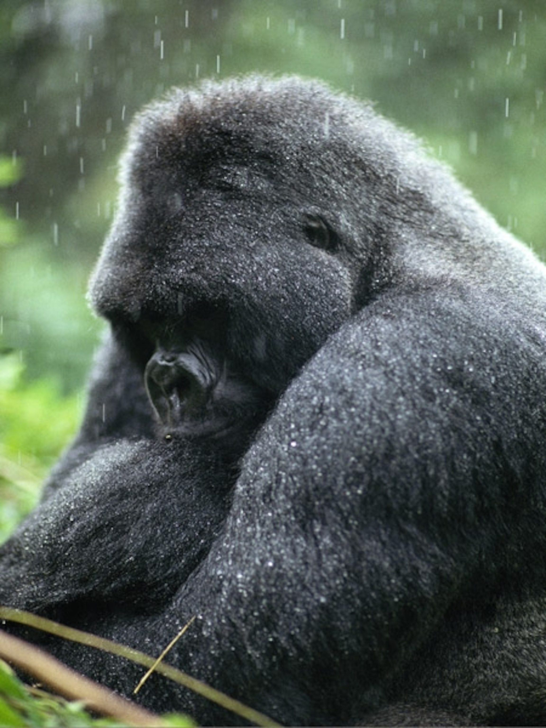 Gorilla Picture Wallpaper