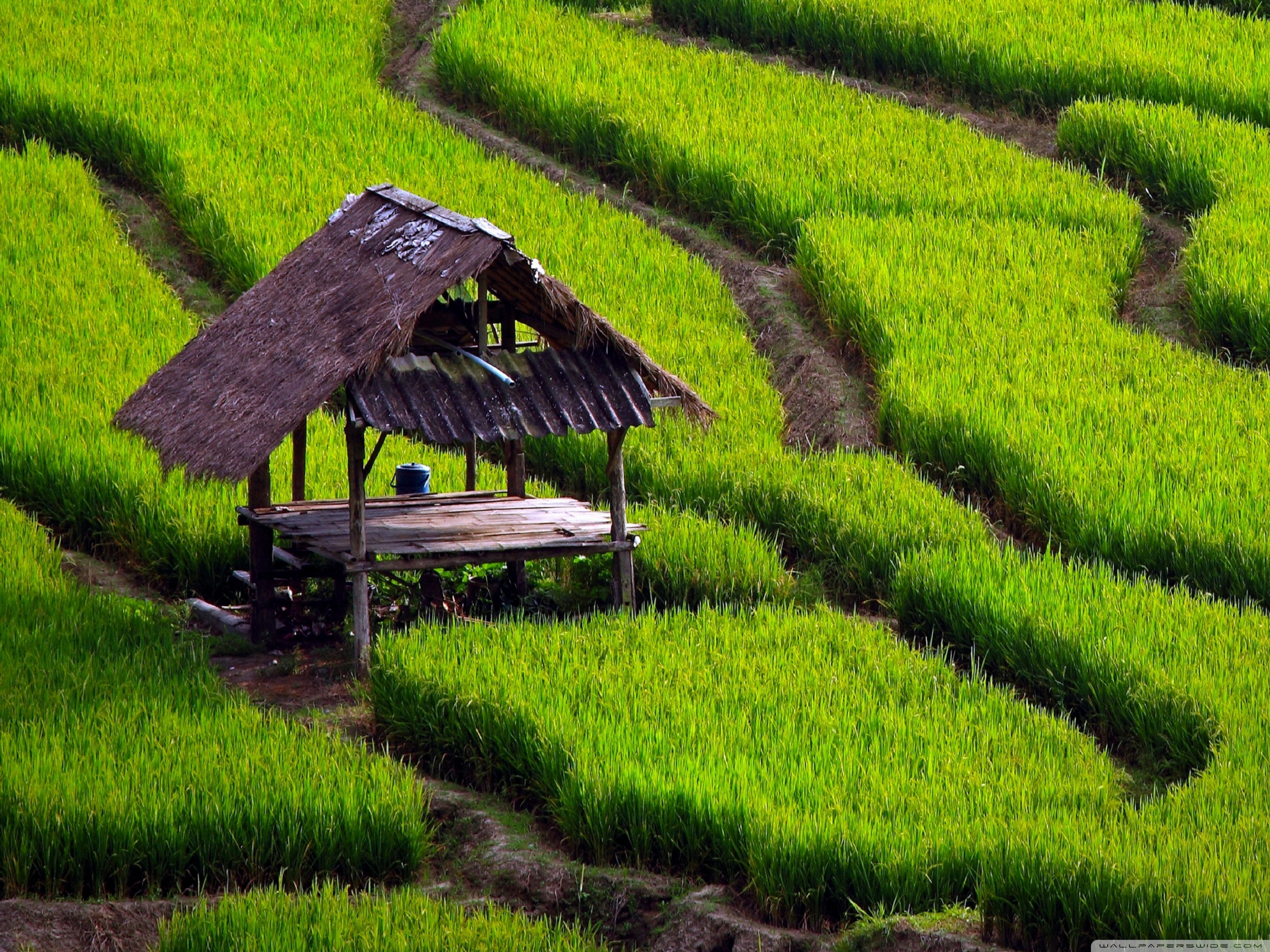 Rice Field Landscape Ultra HD Desktop Background Wallpaper for 4K UHD TV, Tablet