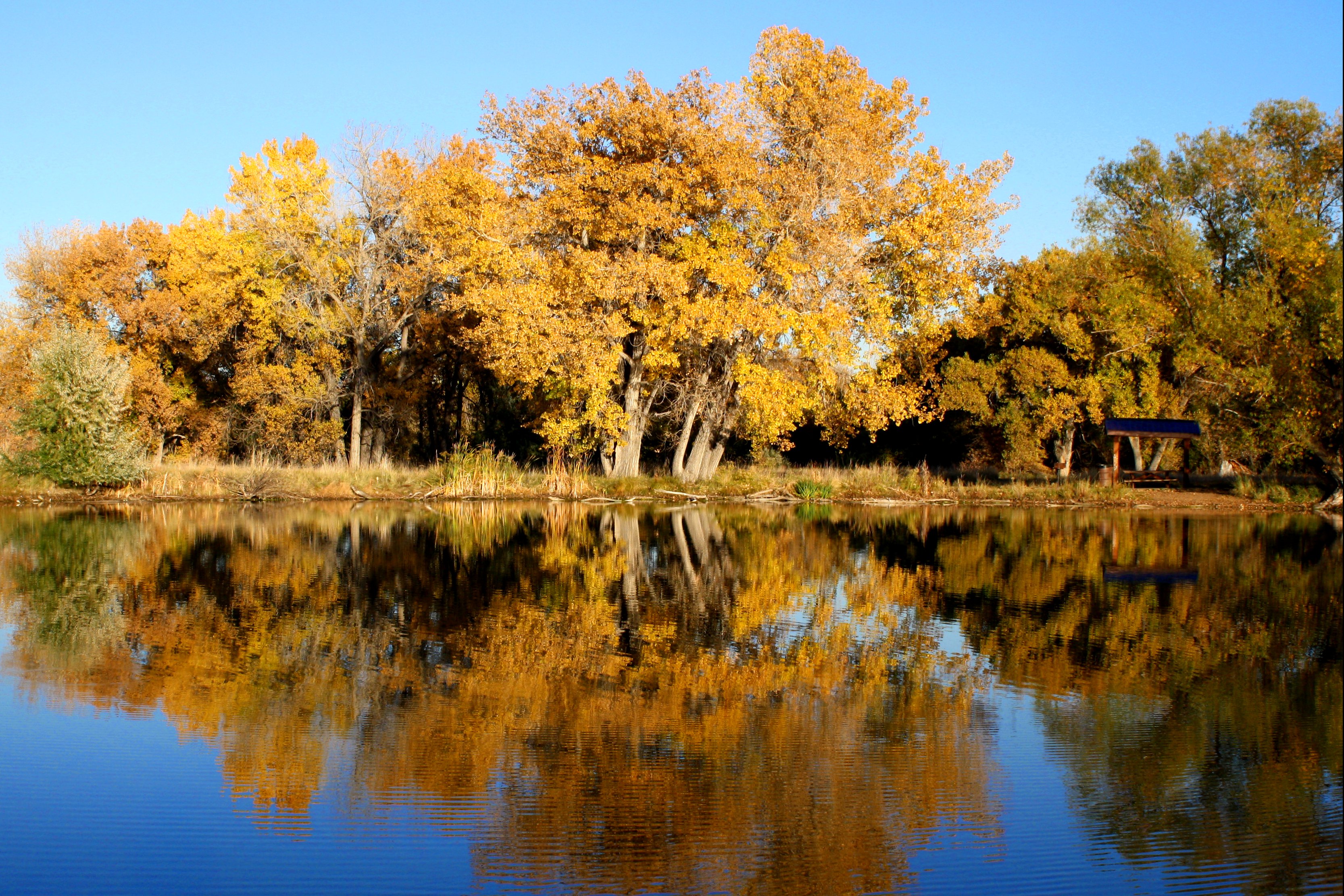 Fall Trees Reflected in Lake Picture. Free Photograph. Photo Public Domain
