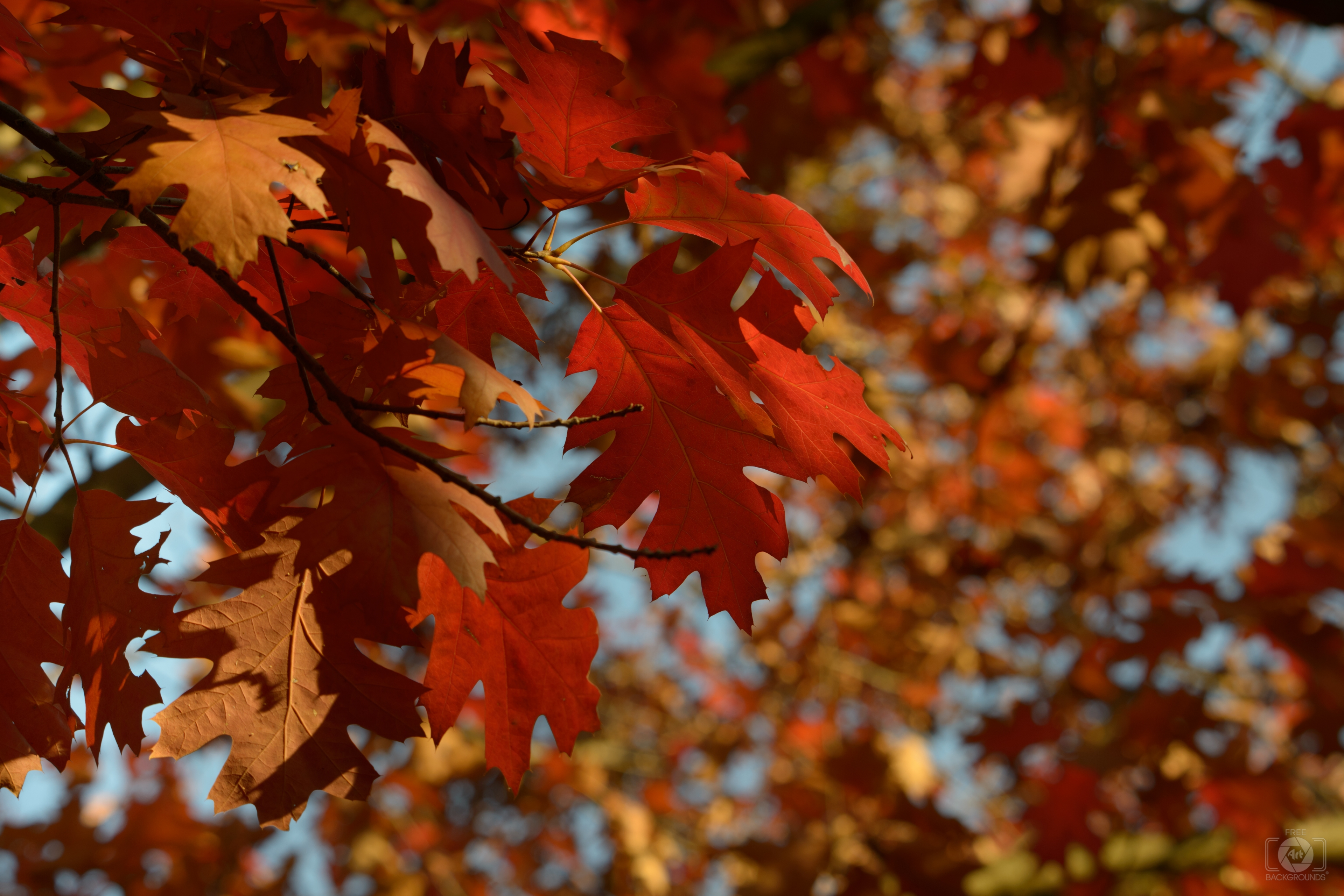 Red Autumn Leaves Background Quality Free Background
