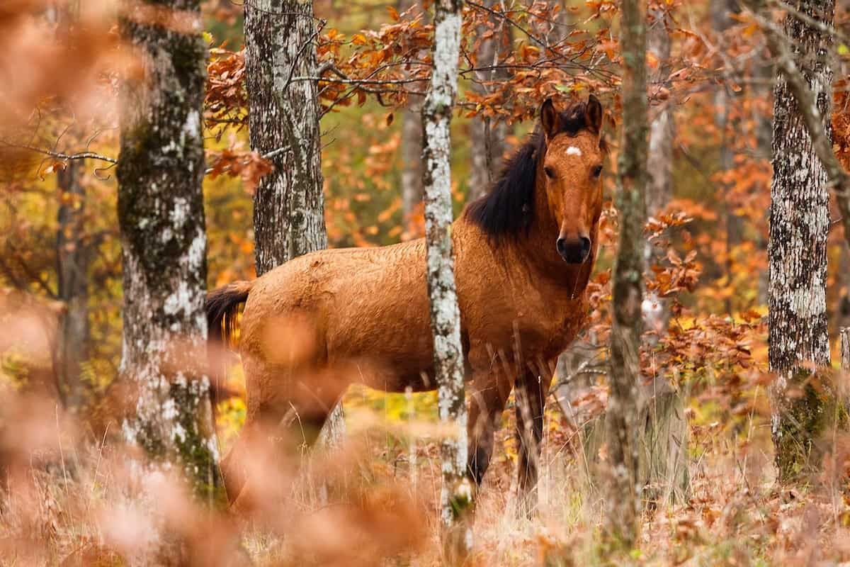 Fall Autumn Horse Wallpapers Wallpaper Cave