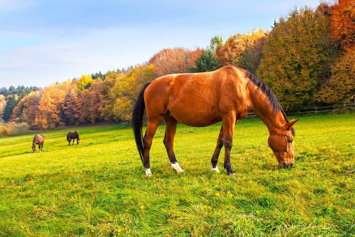 Enjoy The Beauty Of Fall With These Horse Picture