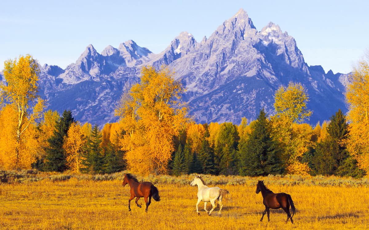 Enjoy The Beauty Of Fall With These Horse Picture