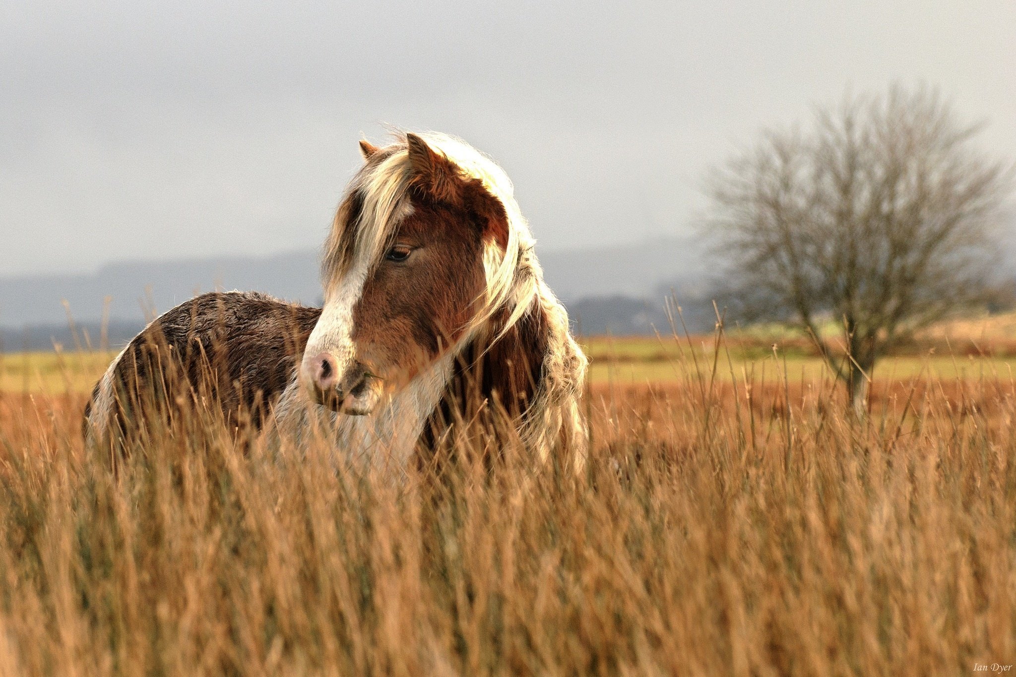 horse, Face, Grass, Pasture, Field, Autumn Wallpaper HD / Desktop and Mobile Background
