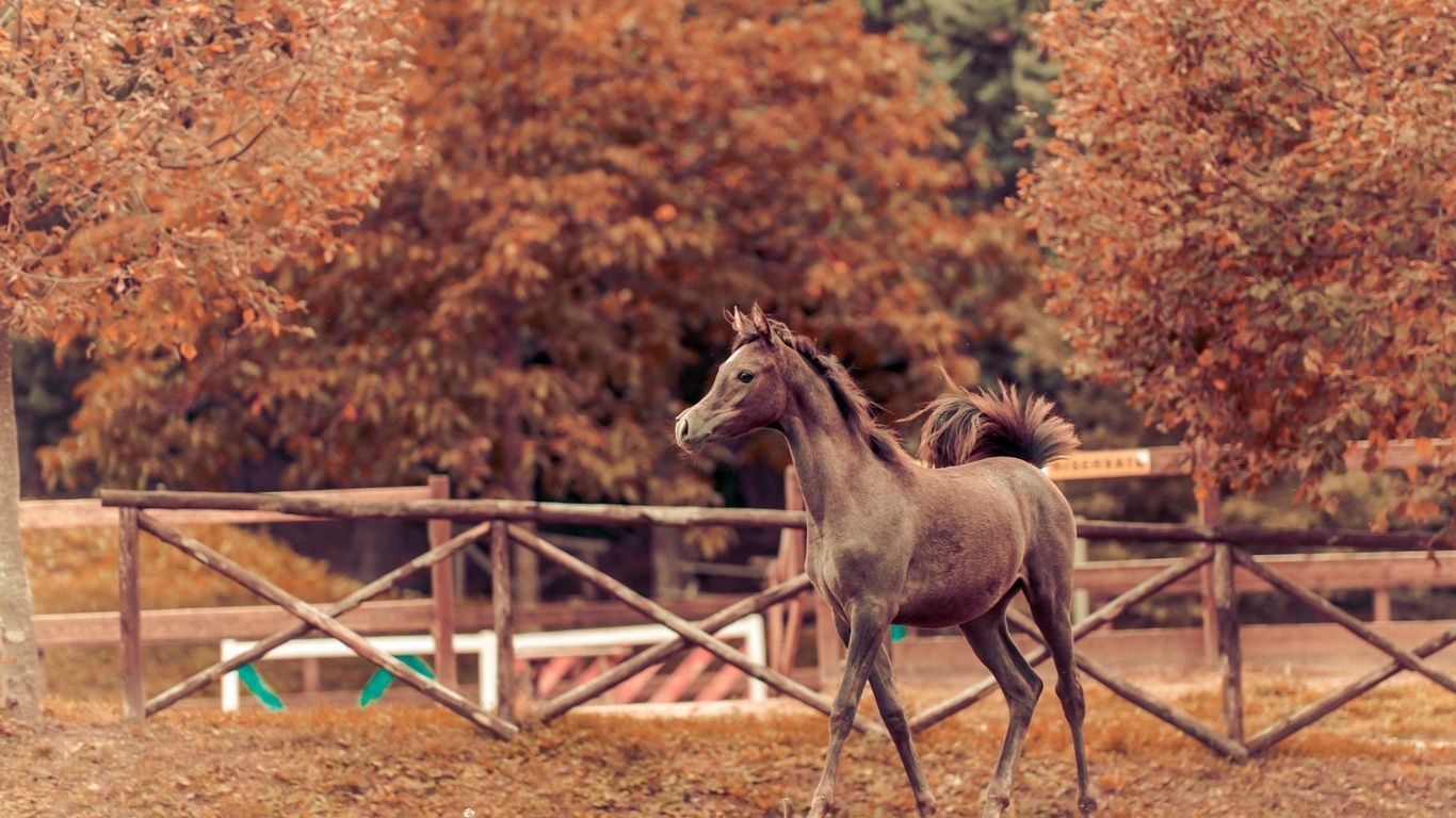 Wallpaper autumn stallion background horse paddock. Beaux chevaux, Photo de chevaux, Poulain