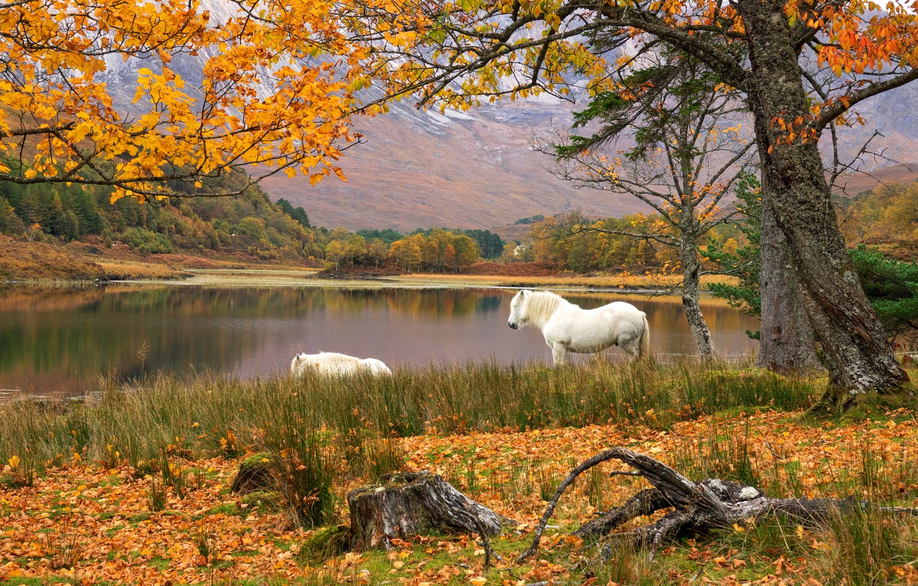 Wallpaper autumn, trees, mountains, branches, shore, foliage, stump, horses, horse, pair, snag, white, falling leaves, drink, two, pond image for desktop, section животные