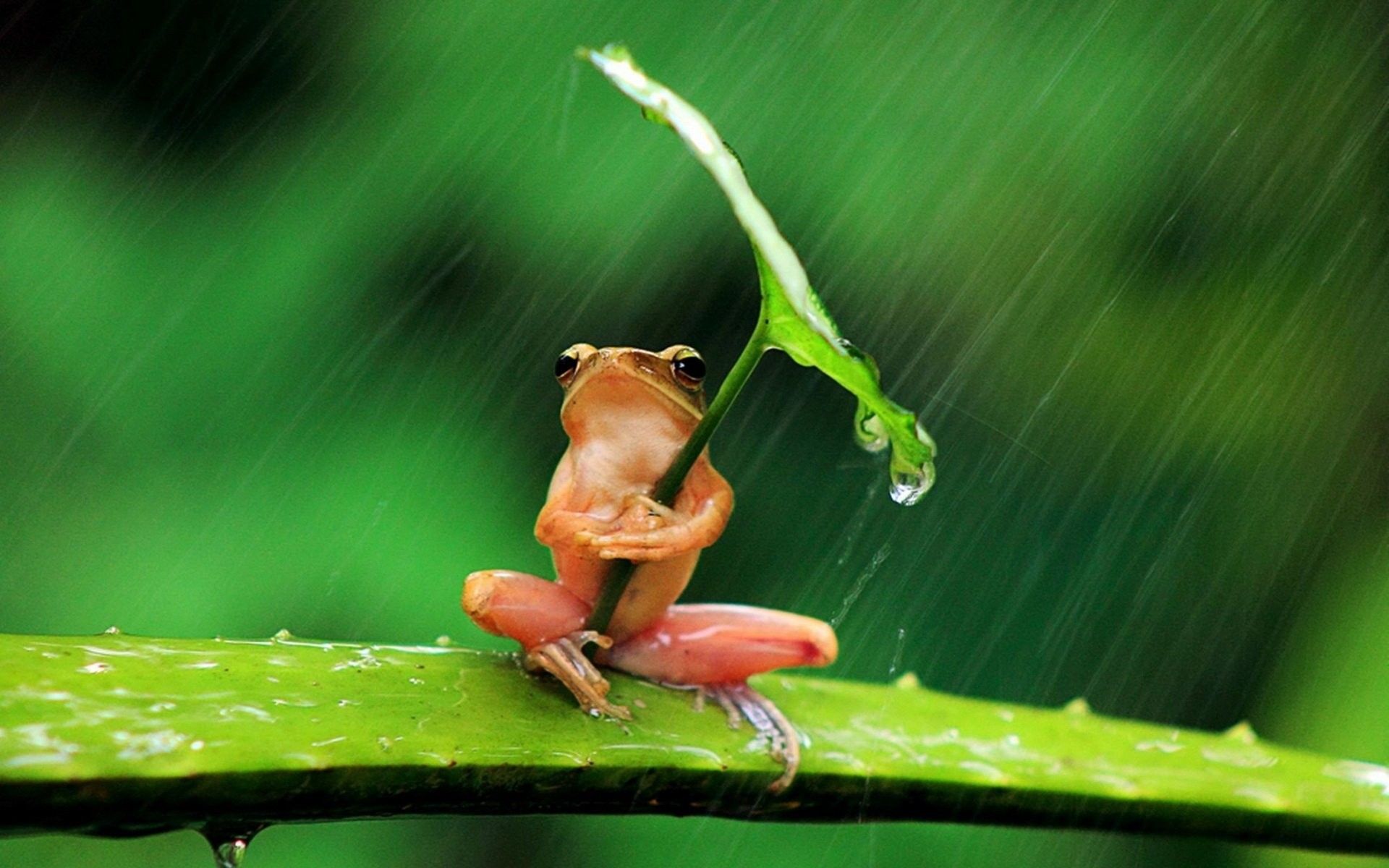 Cute Frogs Desktop Wallpaper