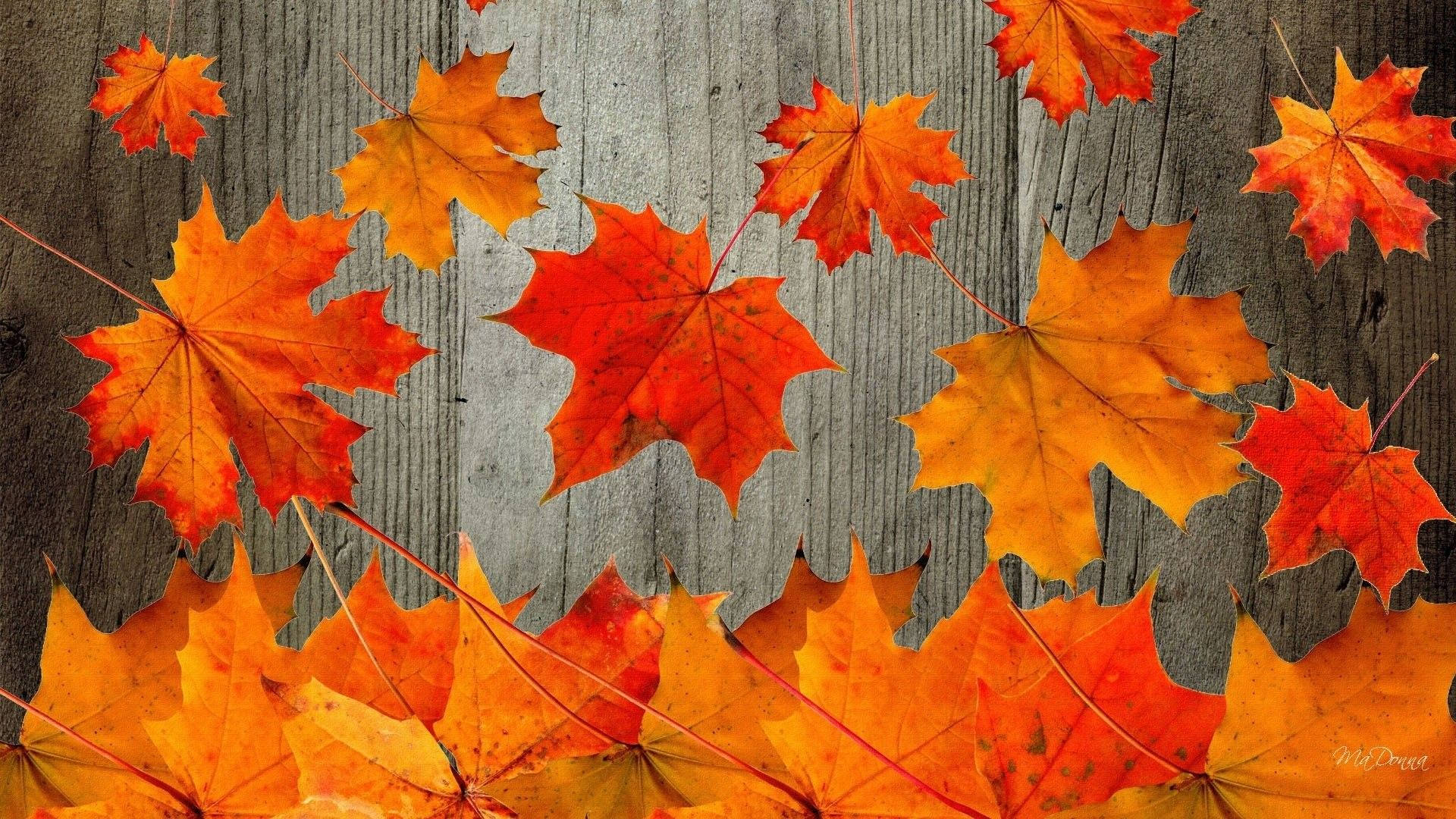 Download Cute Fall Maple Leaves Wallpaper