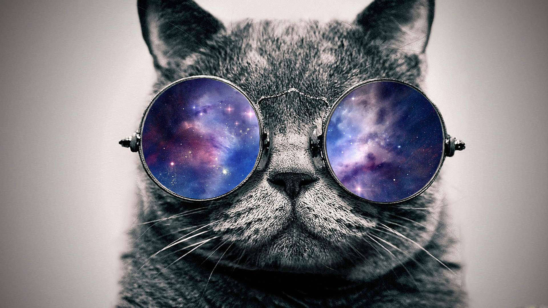 Download Cool Cat Galaxy Glasses Wallpaper