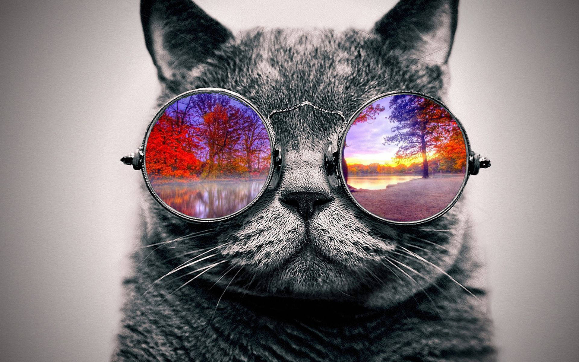 Download Cool Cat Autumn Glasses Wallpaper