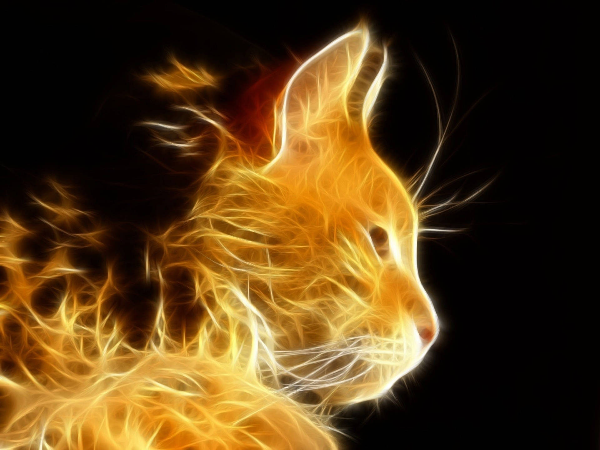 Download Fiery Glowing Cool Cat Wallpaper