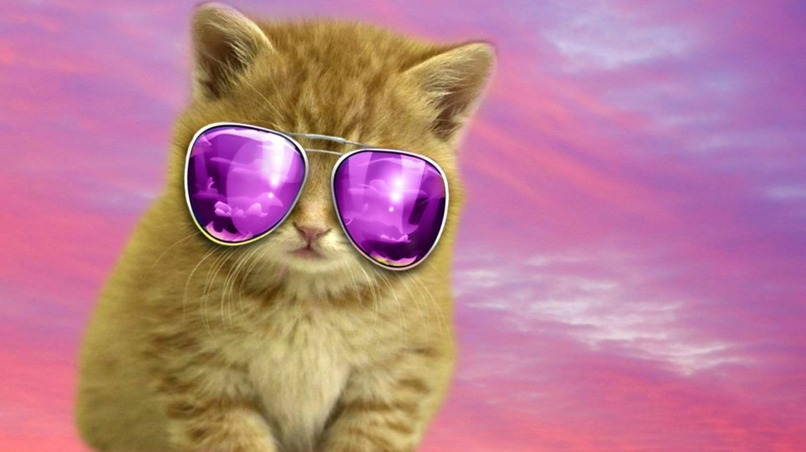 Download Cool Cat Pink Aesthetic Wallpaper
