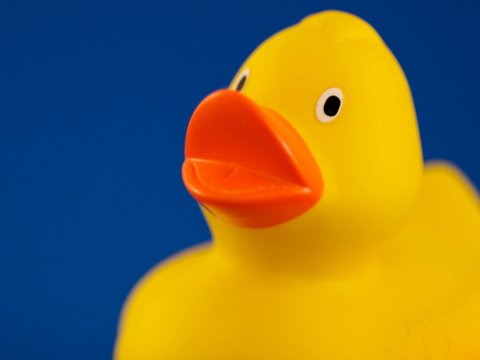 Yellow duck desktop PC and Mac wallpaper