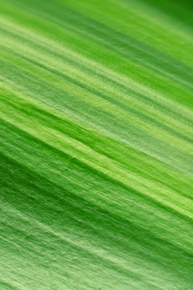 TAP AND GET THE FREE APP! Nature Unicolor Leaves Texture Simple Green HD iPhone 5 Wallpaper. Leaf texture, iPhone 5 wallpaper, iPhone background art