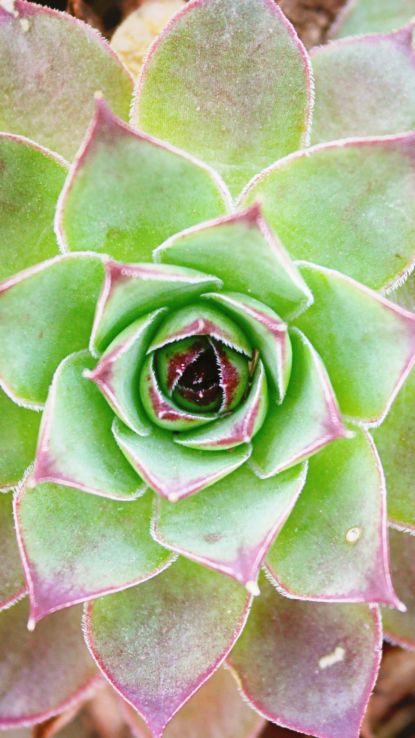 Cactus Flower Wallpaper, Android & Desktop Background