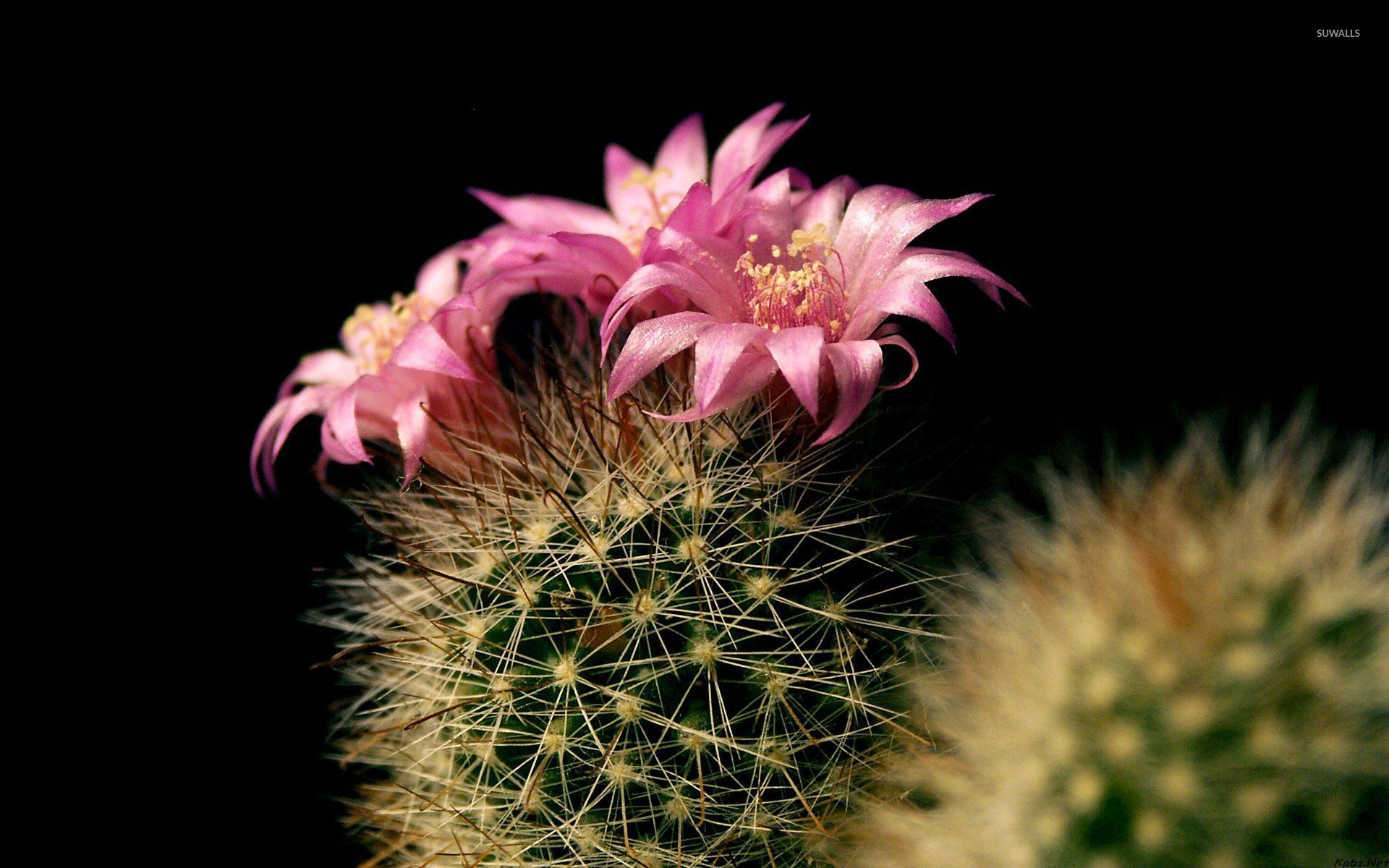 Cactus Flower Wallpaper
