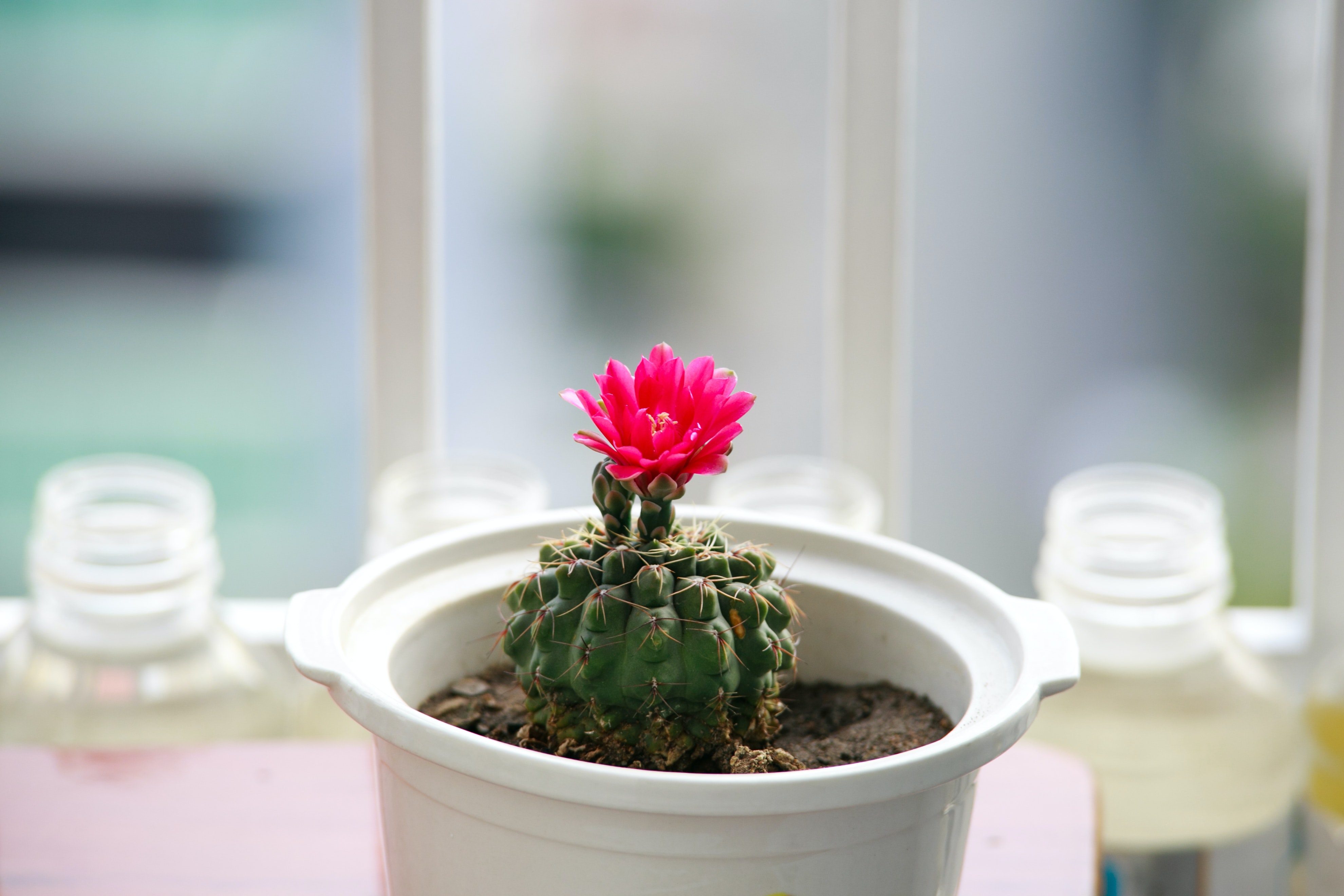 Cactus Flower Photo, Download Free Cactus Flower & HD Image