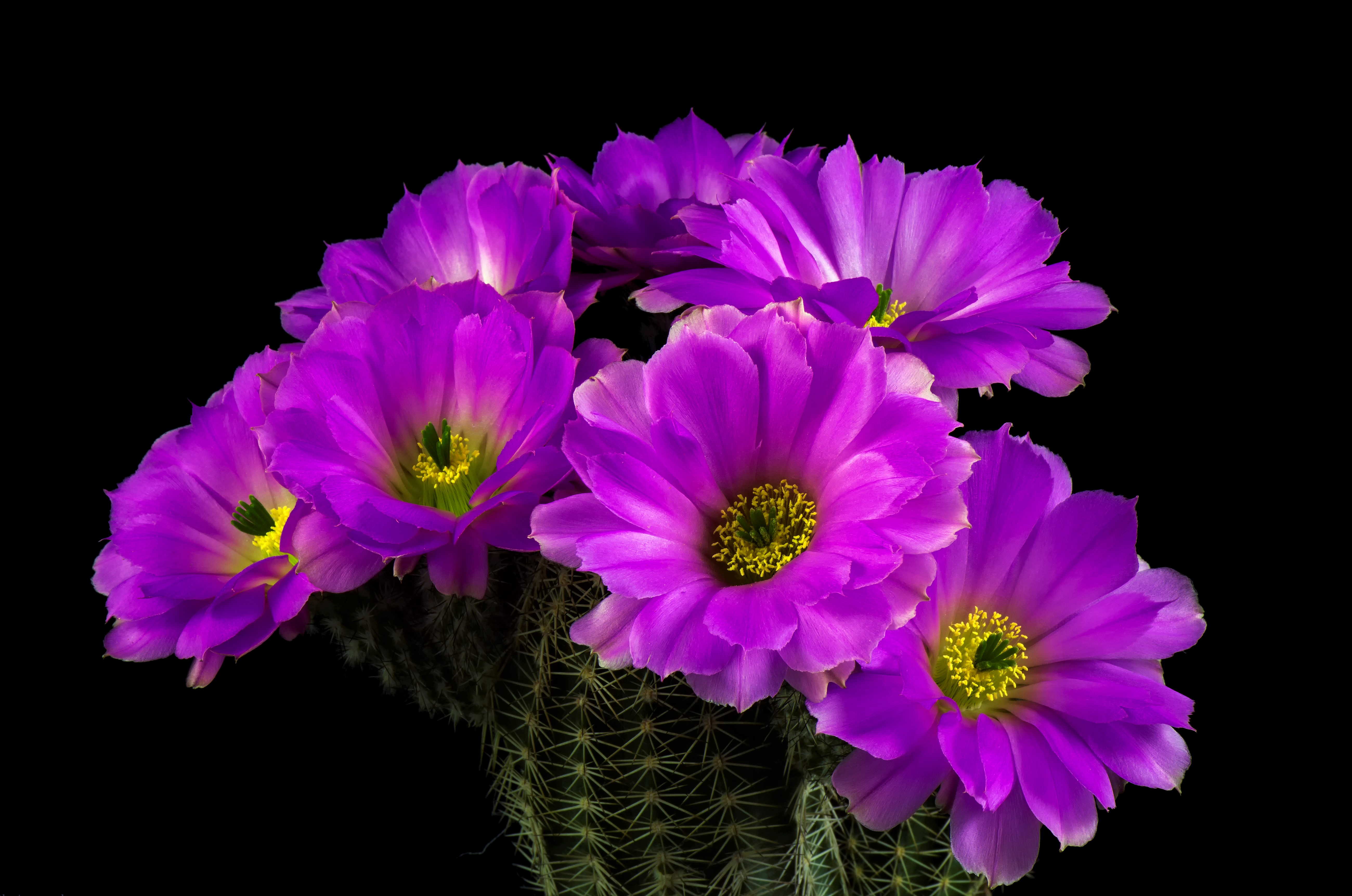 Cactus Earth Flower Purple Flower wallpaperx3447