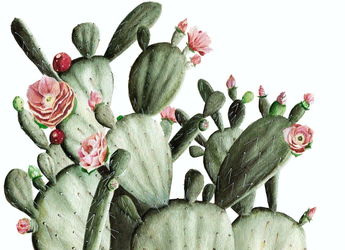 Cute Cactus Flower Wallpaper for Nursery Walls, Prickly Pear Mural