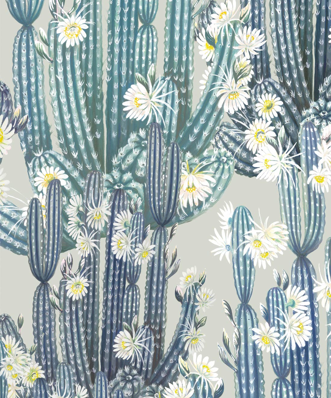 San Pedro Wallpaper • Cactus Flower Wallpaper