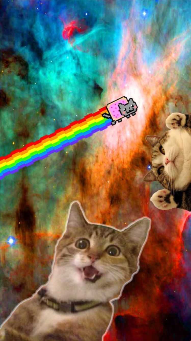 Lsd Cats Wallpaper & Background Beautiful Best Available For Download Lsd Cats Photo Free On Zicxa.com Image