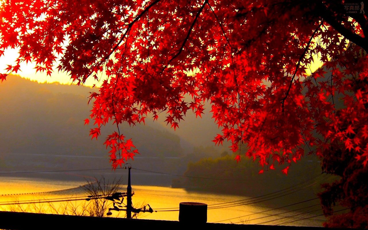 Red Maple Leaf. Autumn leaves wallpaper, Landscape wallpaper, Autumn landscape