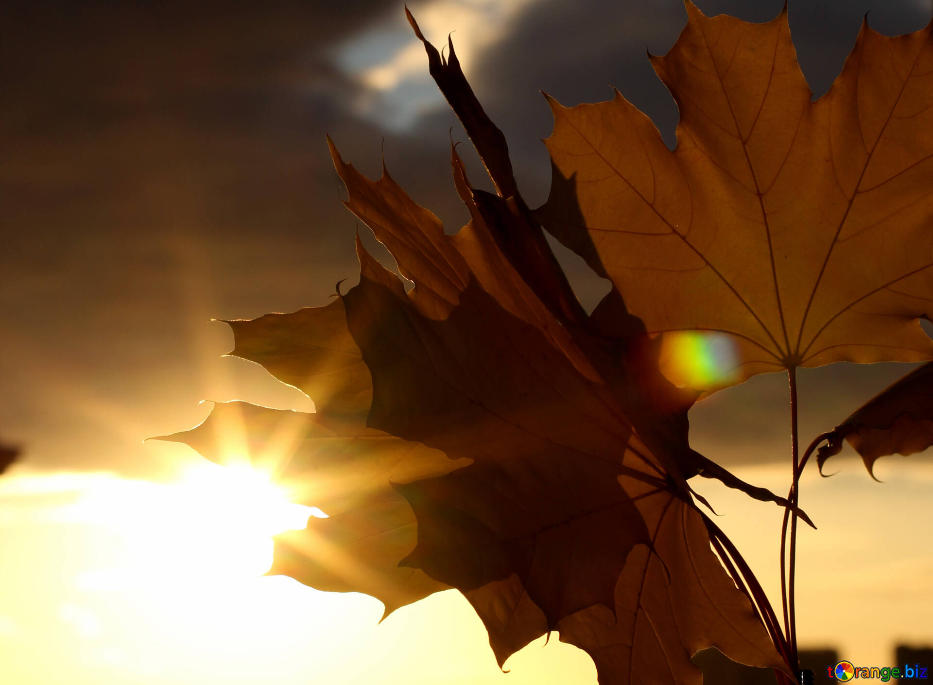 Bouquet Of Leaves Image Autumn Leaves Sunset Image Leaves № 40888. Torange.biz Free Pics On Cc By License